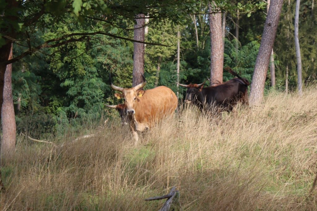 Auerrinder an der Wattenheimer Brücke