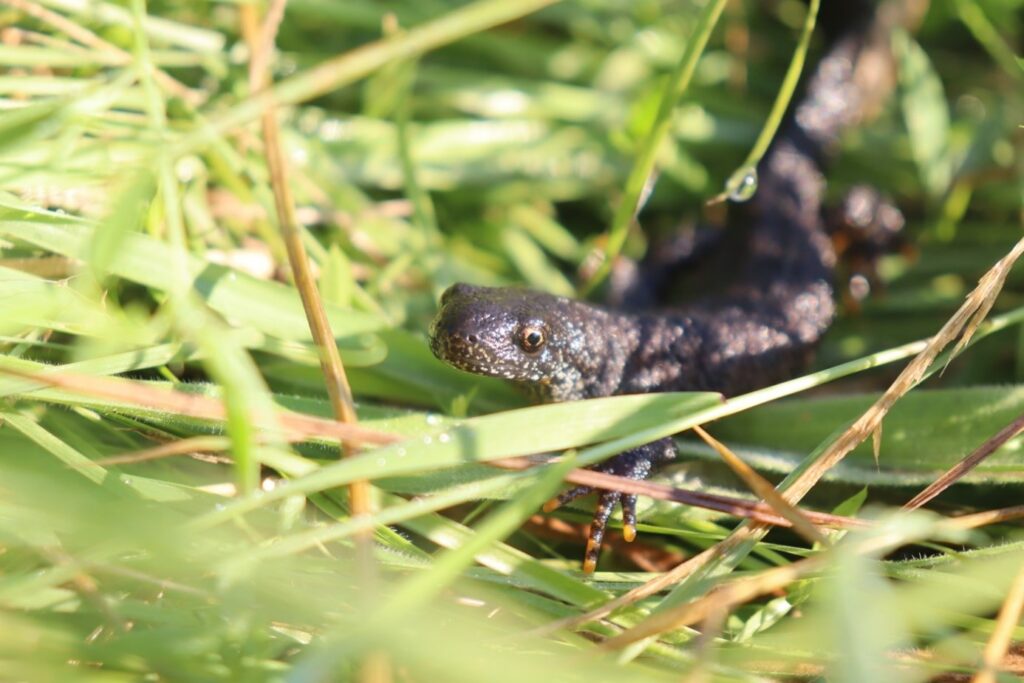 Der seltene Nördliche Kammmolch (Triturus cristatus) kommt auf der Beweidungsfläche an der Wattenheimer Brücke vor