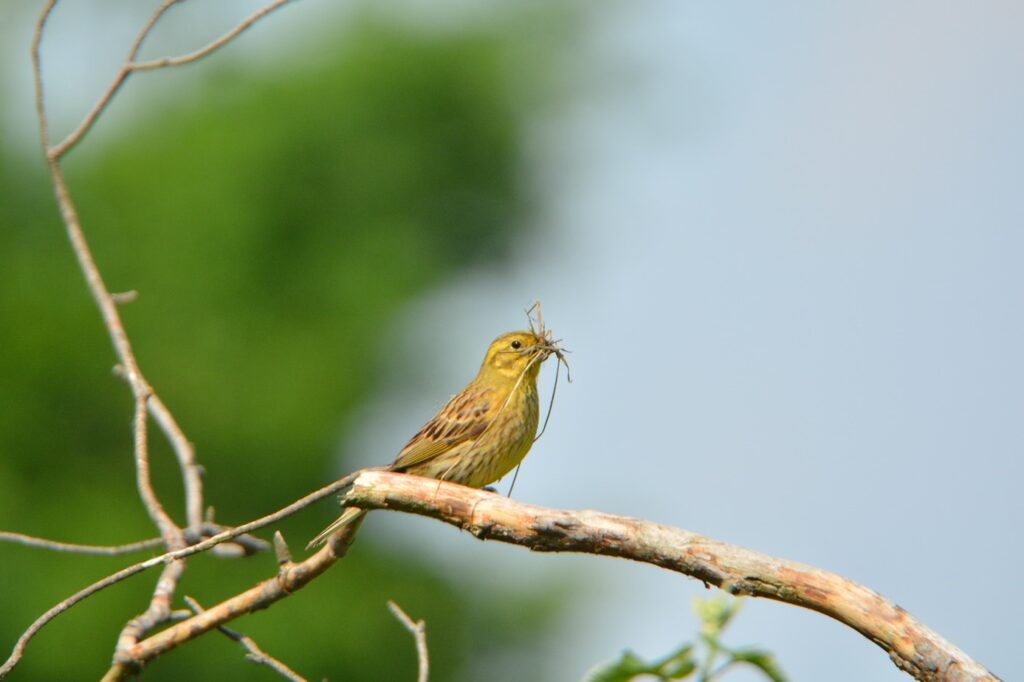 Goldammer (Emberiza citrinella), aufgenommen an der Wattenheimer Brücke