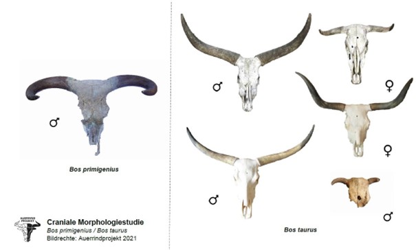 Schädelvergleich eines männlichen Auerochsen und mehrerer heutiger Rinderrassen. Gut erkennbar sind die deutlichen Unterschiede in Bezug auf Form und Größe von Schädel und Hörnern. (Grafik: SG)